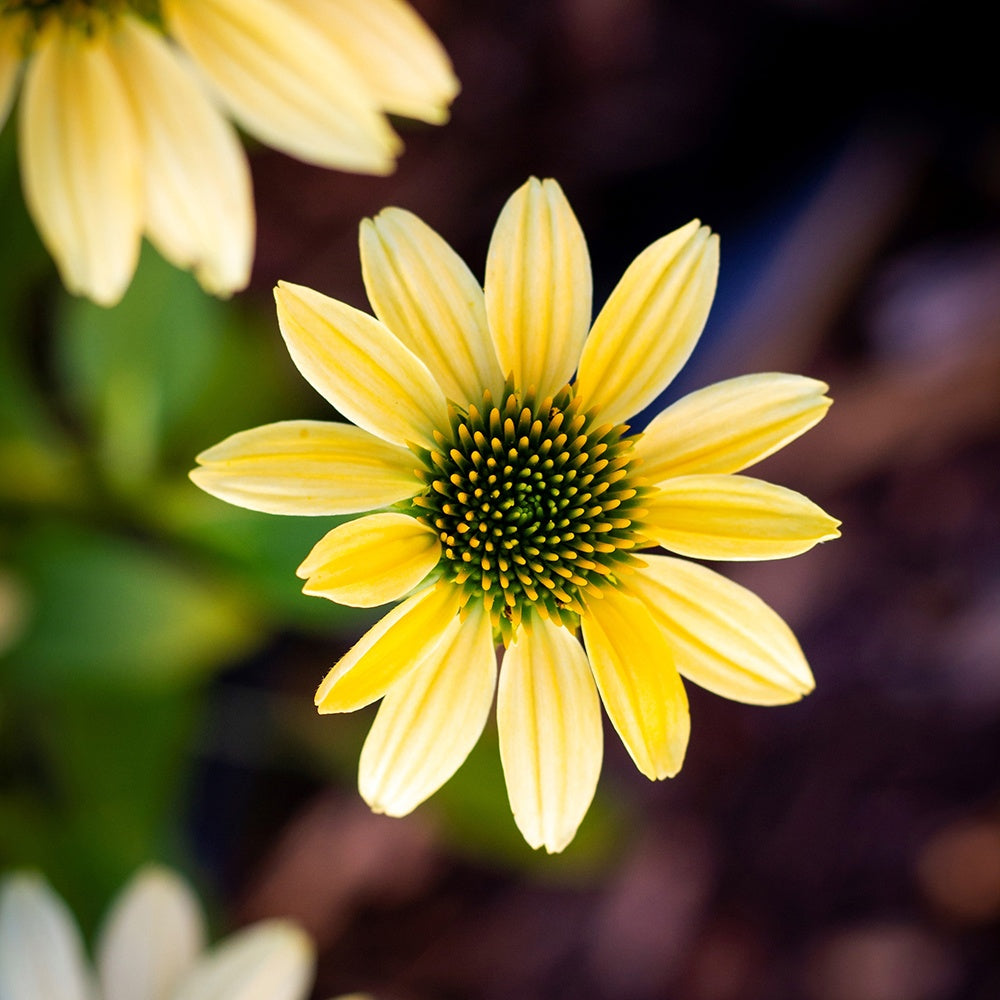 Rudbeckia pourpre Mellow Yellows - Echinacea - Willemse