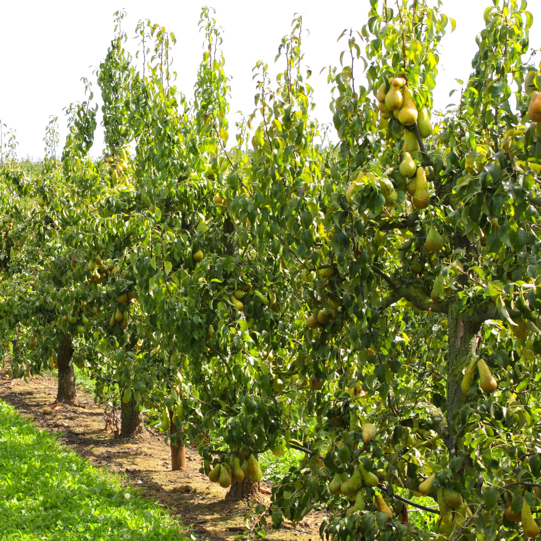 Poirier Abate Fetel - Pyrus communis abate fetel - Willemse