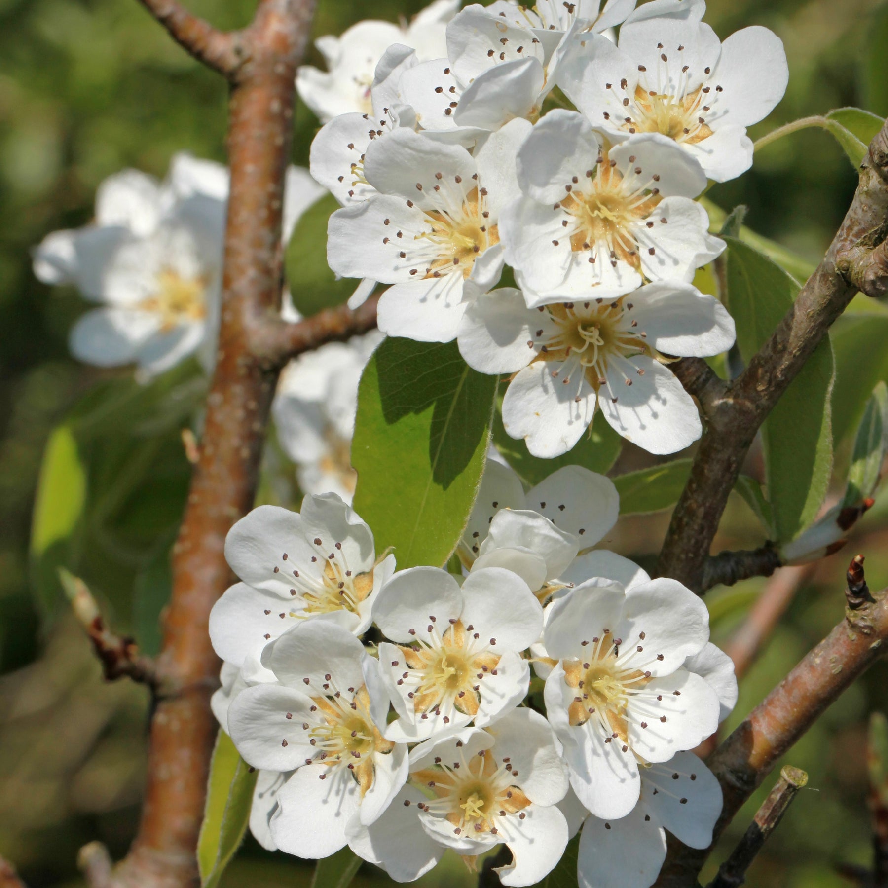 Pyrus communis abate fetel - Poirier Abate Fetel - Poirier