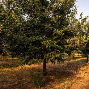 Cerisier Griotte de Montmorency - Prunus avium griotte de montmorency - Fruitiers Arbres et arbustes