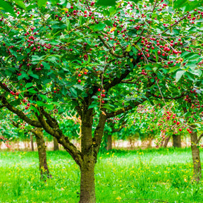 Cerisier Bigarreau Hatif Burlat - Prunus avium bigarreau hatif burlat - Willemse