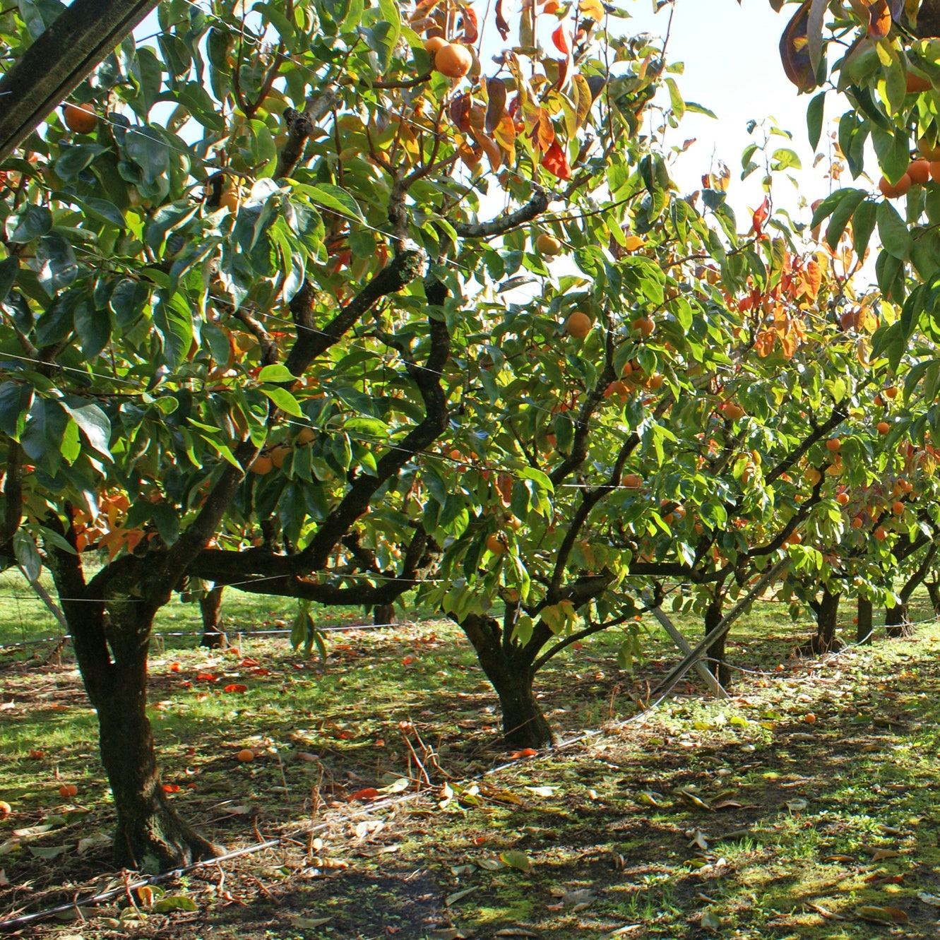 Kaki Rojo Brillante - Kaki diospyros rojo brillante - Willemse