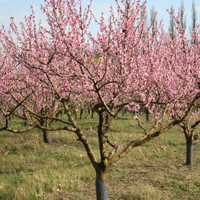 Pêcher Suncrest - Prunus persica suncrest - Fruitiers Arbres et arbustes