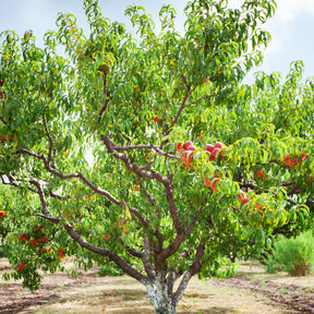 Pêcher Suncrest - Prunus persica suncrest - Pêcher