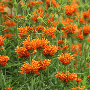 Leonotis leonurus - Queue de lion - Fleurs vivaces