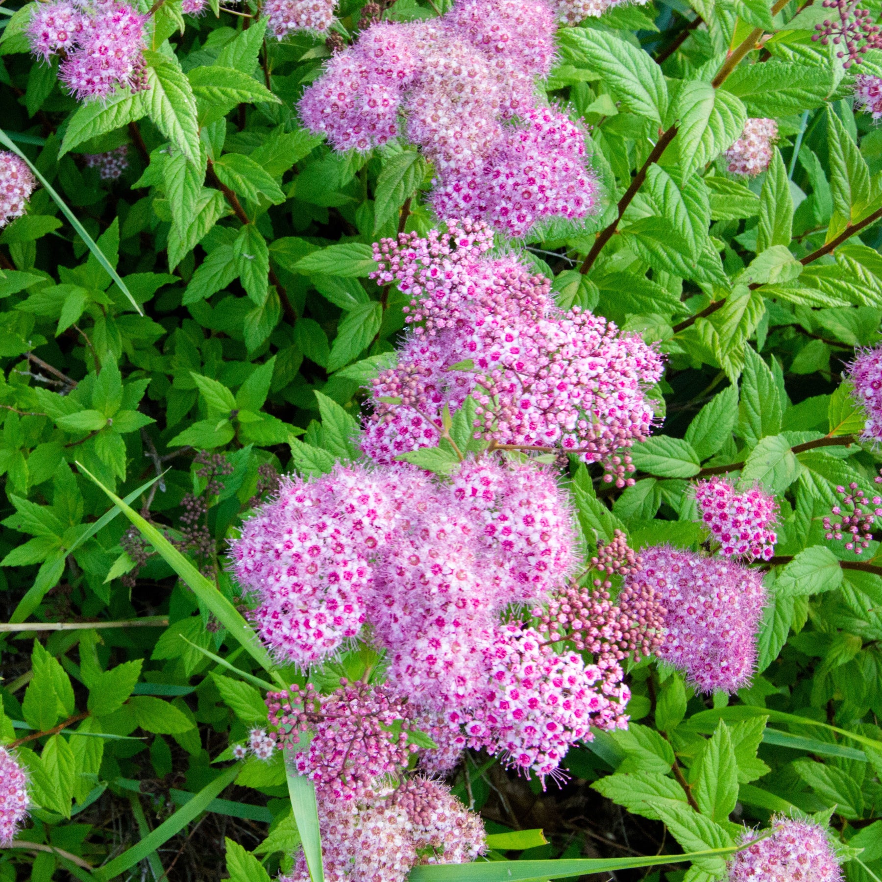 3 Asclépiades incarnata - Asclepia incarnata - Plantes