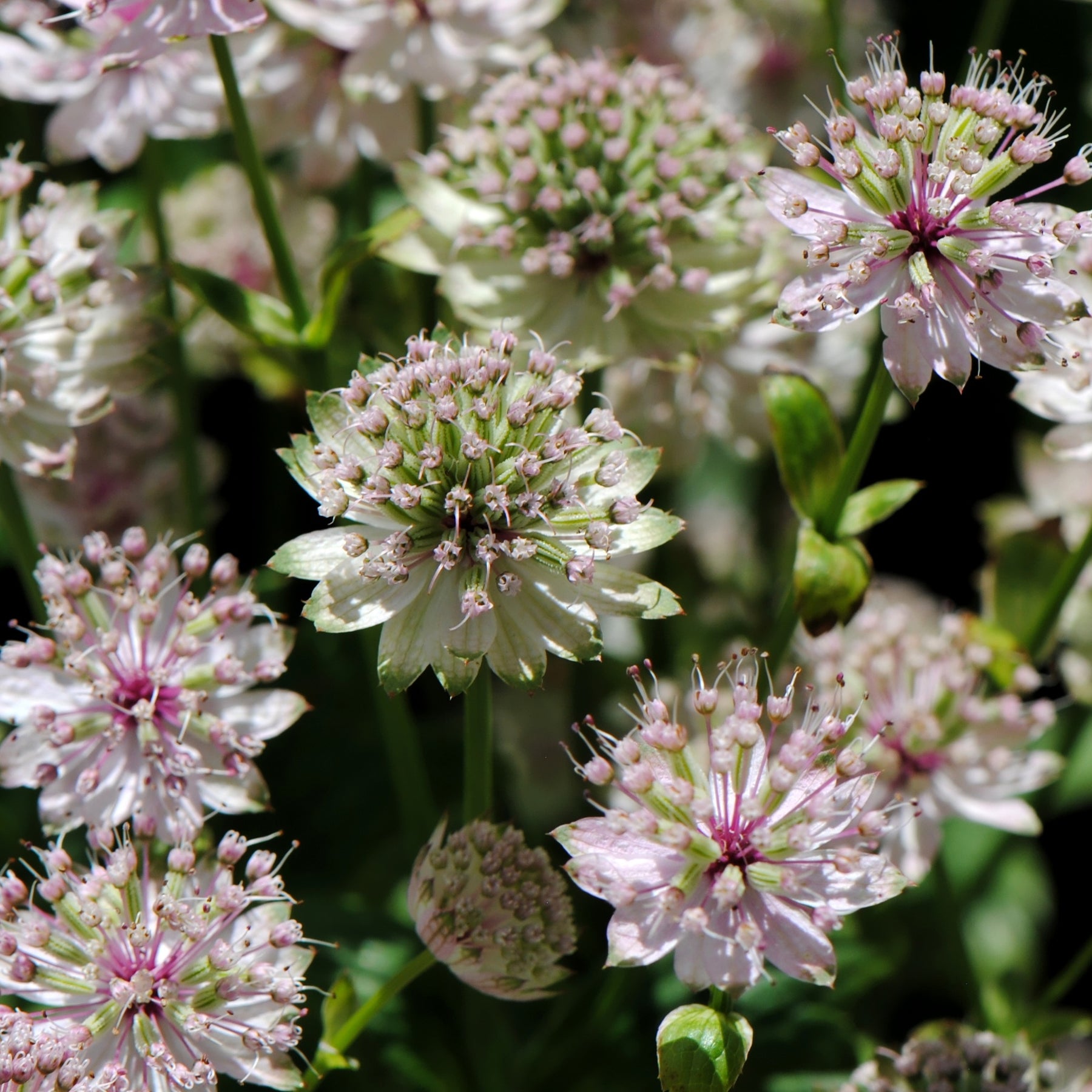 Grande astrance Buckland - Astrantia major buckland - Plantes vivaces