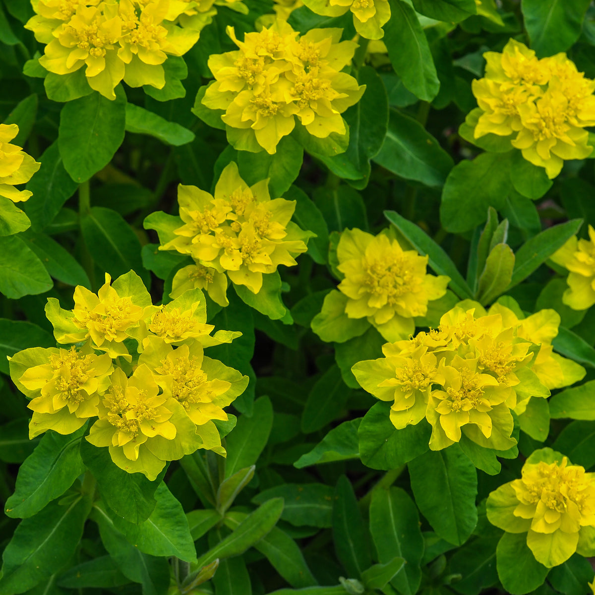 Euphorbe polychrome - Euphorbia polychroma - Plantes vivaces