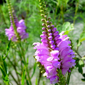 Cataleptique Bouquet Rose - Physostegia virginiana 'bouquet rose' - Fleurs vivaces