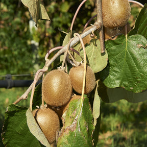 Collection de 3 fruitiers d'été : Figuier, Mûrier, Kiwi - Morus nigra 'mulle', ficus gustissimo 'perretta', actinidia delciosio - Willemse