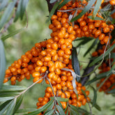 Argousier femelle Hergo - Willemse