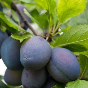 Prunier Stanley - Prunus domestica 'stanley' - Plantes