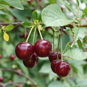 Cerisier Bigareau Moreau - Prunus avium 'morreau' - Plantes