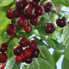 Cerisier Birageau Hedelfingen - Prunus avium 'hedelfingen' - Plantes