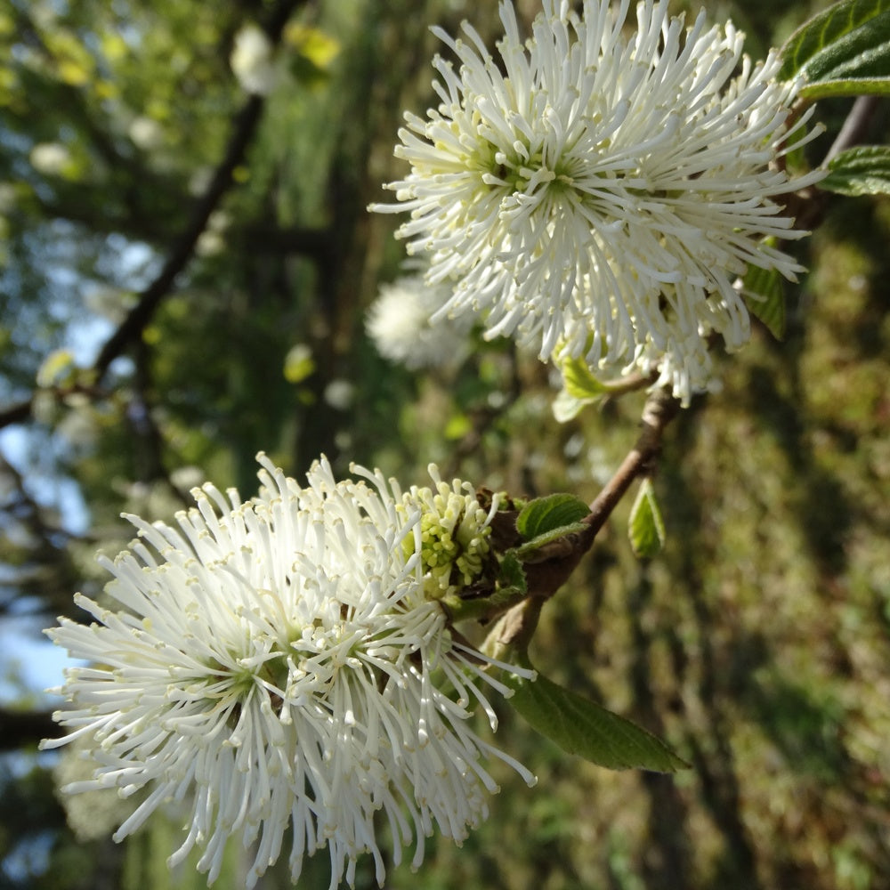 Grand fothergille - Fothergilla major - Plantes