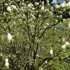 Grand fothergille - Fothergilla major - Arbustes