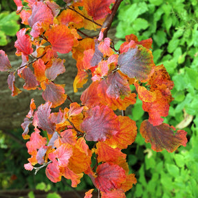 Grand fothergille - Fothergilla major