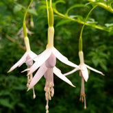 Fuchsia de Magellan Sharpitor - Willemse