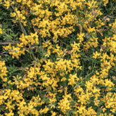 Genêt poilu Vancouver Gold - Genista pilosa 'vancouver gold' - Plantes