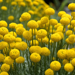 Santoline argentée - Santolina chamaecyparissus - Plantes