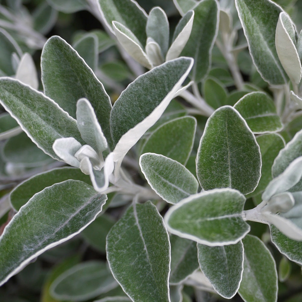 Senecio compacta Drysdale - Willemse