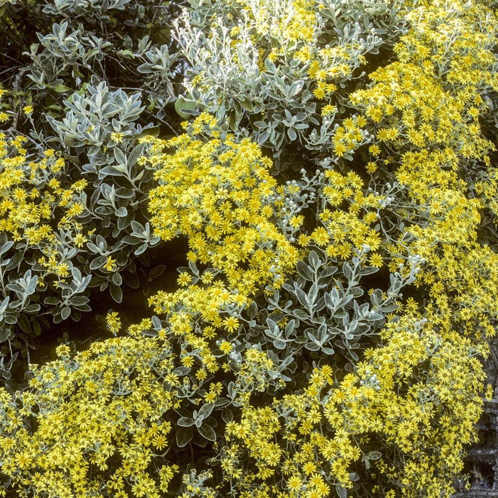 Senecio compacta Drysdale - Senecio compacta Drysdale - Willemse