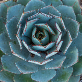 Agave Globe - Agave potatorum 'Globe' - Plantes