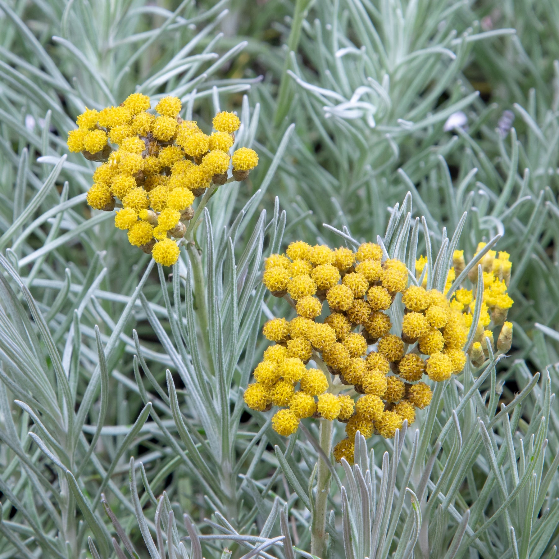 Herbe à curry  - Helichrysum italicum subsp. serotinum - Plantes vivaces