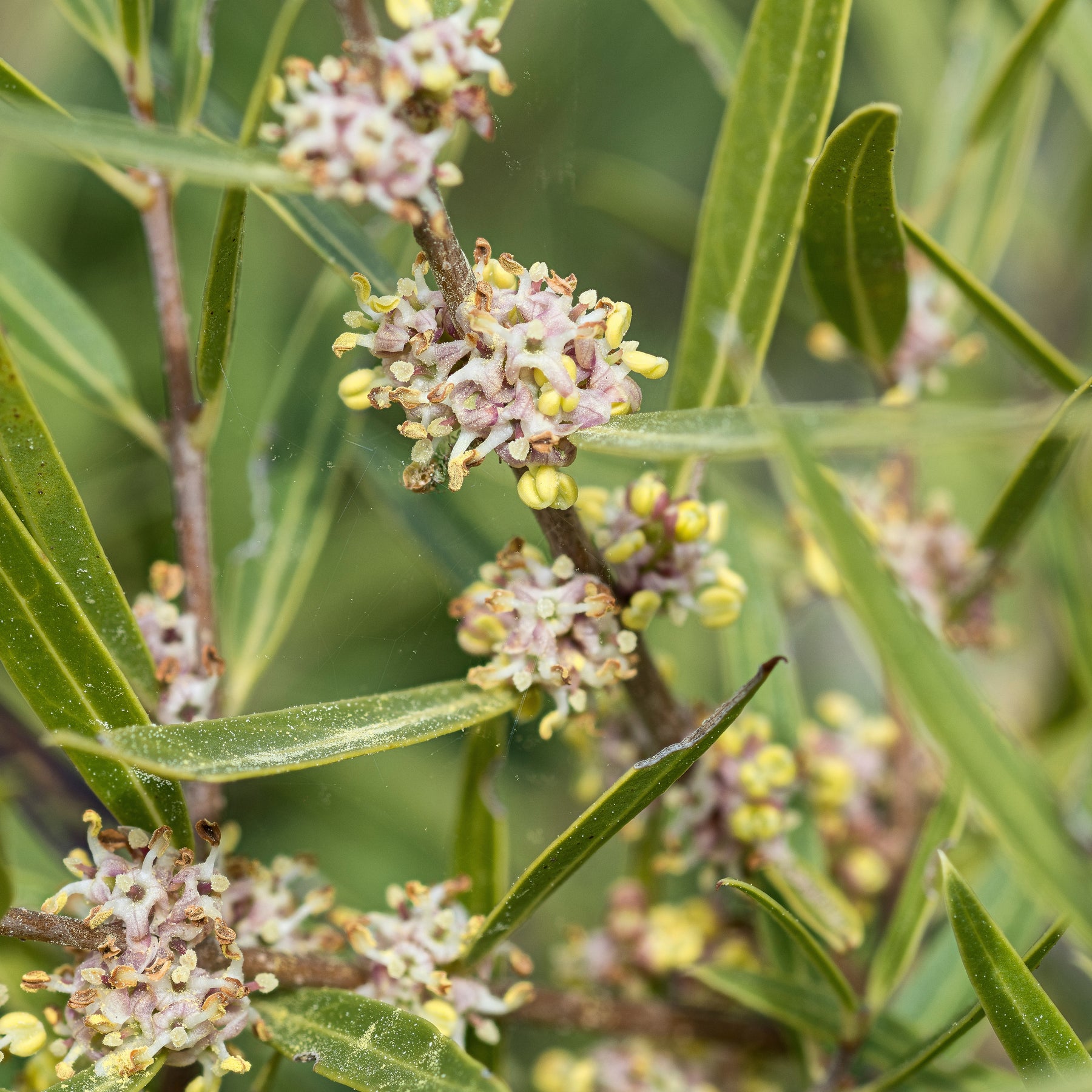 Filaire à feuilles étroites  - Phillyrea angustifolia - Arbustes