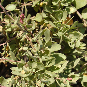 Pourpier de mer - Atriplex halimus - Plantes