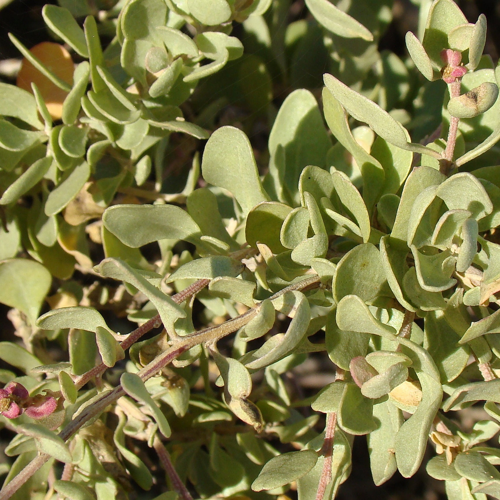 Pourpier de mer - Atriplex halimus - Willemse