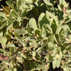 Pourpier de mer - Atriplex halimus - Willemse