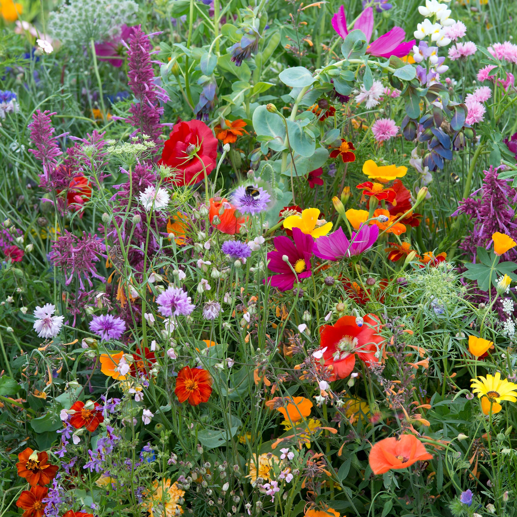 Fleurs des champs en mélange - Mélange fleurs des champs - Willemse