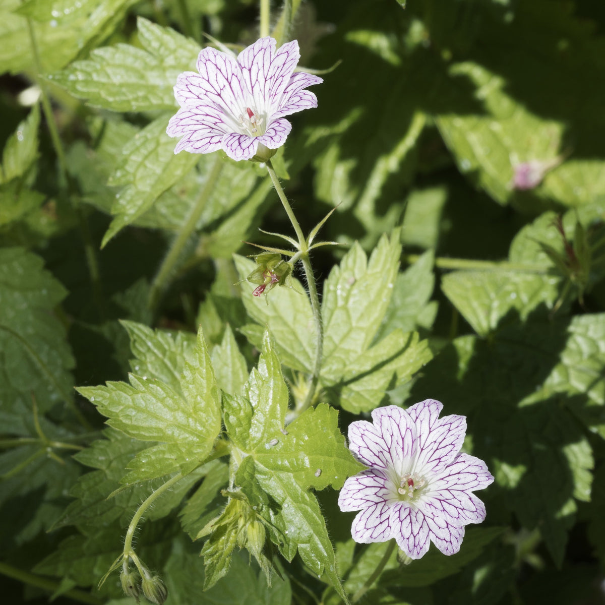 9 Géraniums vivaces en mélange - Geranium oxonianum katharine adèle , himalayense, - Willemse