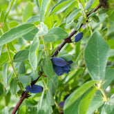 Baie de Mai Borealis - Camerisier - Lonicera caerulea 'borealis' - Plantes