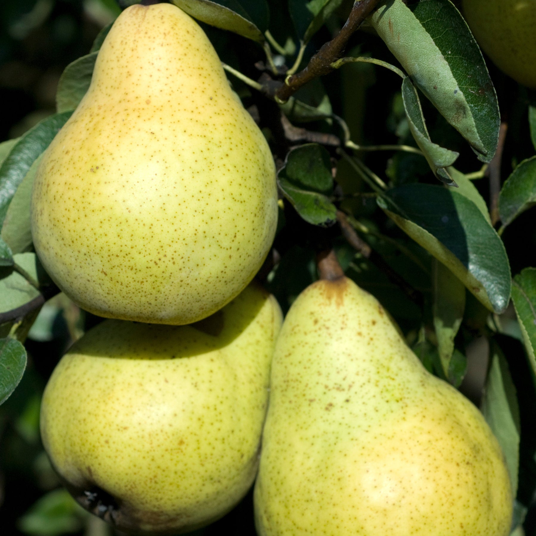 Collection de Poiriers : Conférence, Williams, Doyenne du Comice - Pyrus communis conférence, william's, doyenné du comice - Willemse