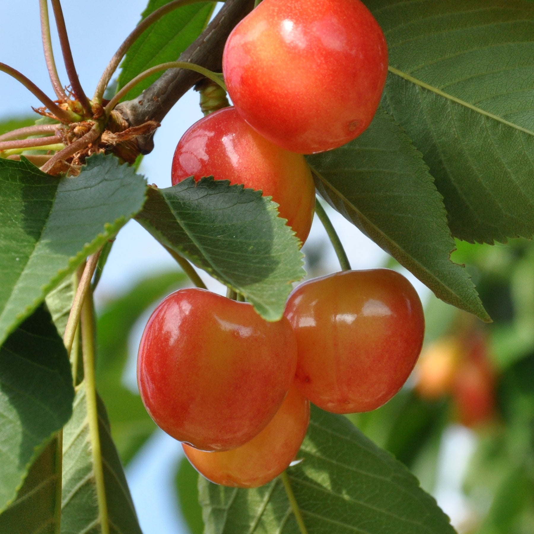 Collection de Cerisiers : Bigarreau Napoléon, Van, Summit - Prunus avium napoléon, van, summit - Fruitiers Arbres et arbustes