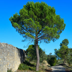 Pin parasol - Pinus pinea - Arbres