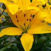 Lis Asiatique yellow - Lilium asiaticum 'yellow' - Plantes