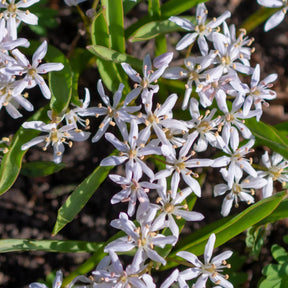 Scilles à deux feuilles - Scilla