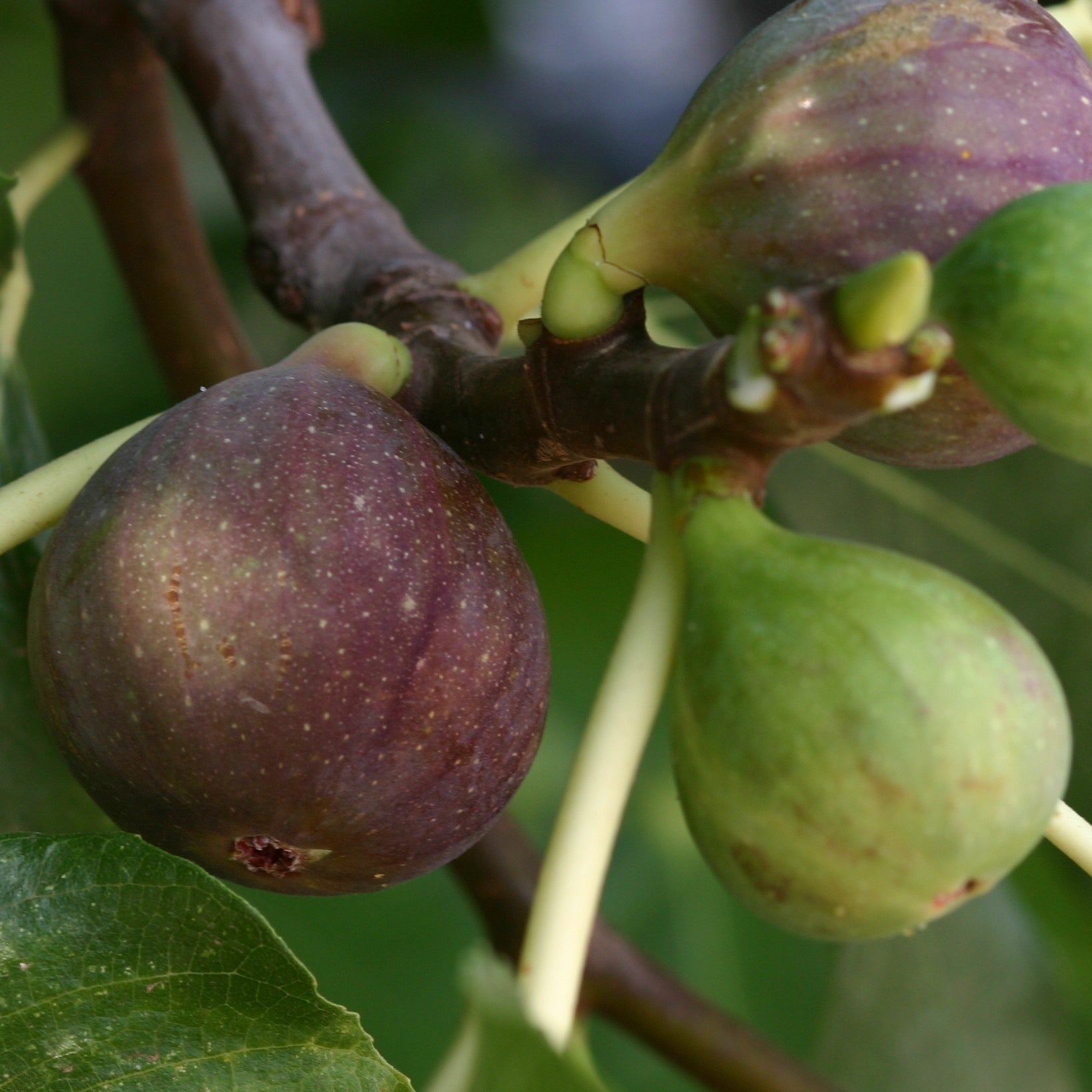 Figuier Violette de Solliès - Ficus carica sollies - Plantes