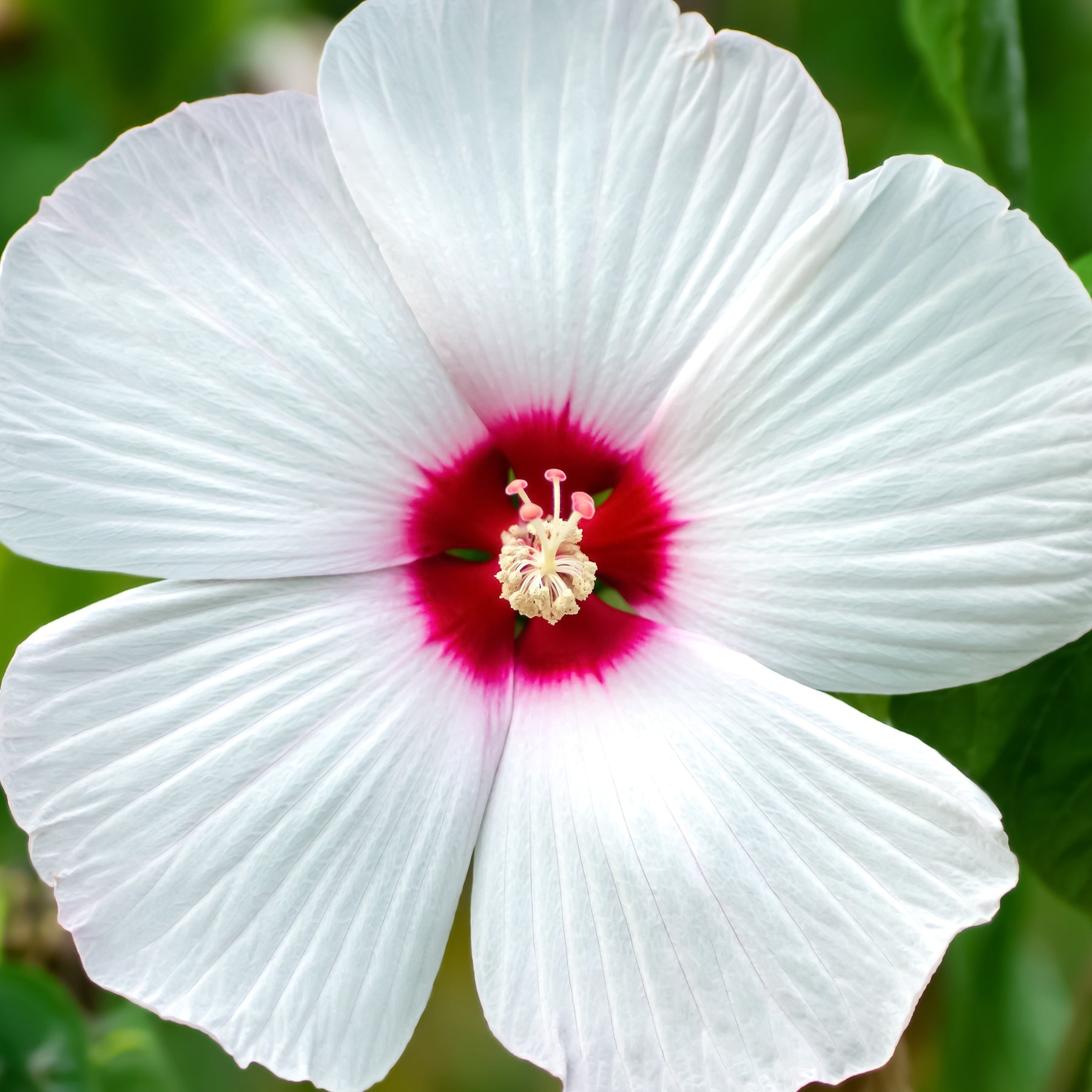 Hibiscus des marais Luna White - Hibiscus moscheutos luna white - Plantes