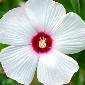 Hibiscus des marais Luna White - Hibiscus moscheutos luna white - Plantes