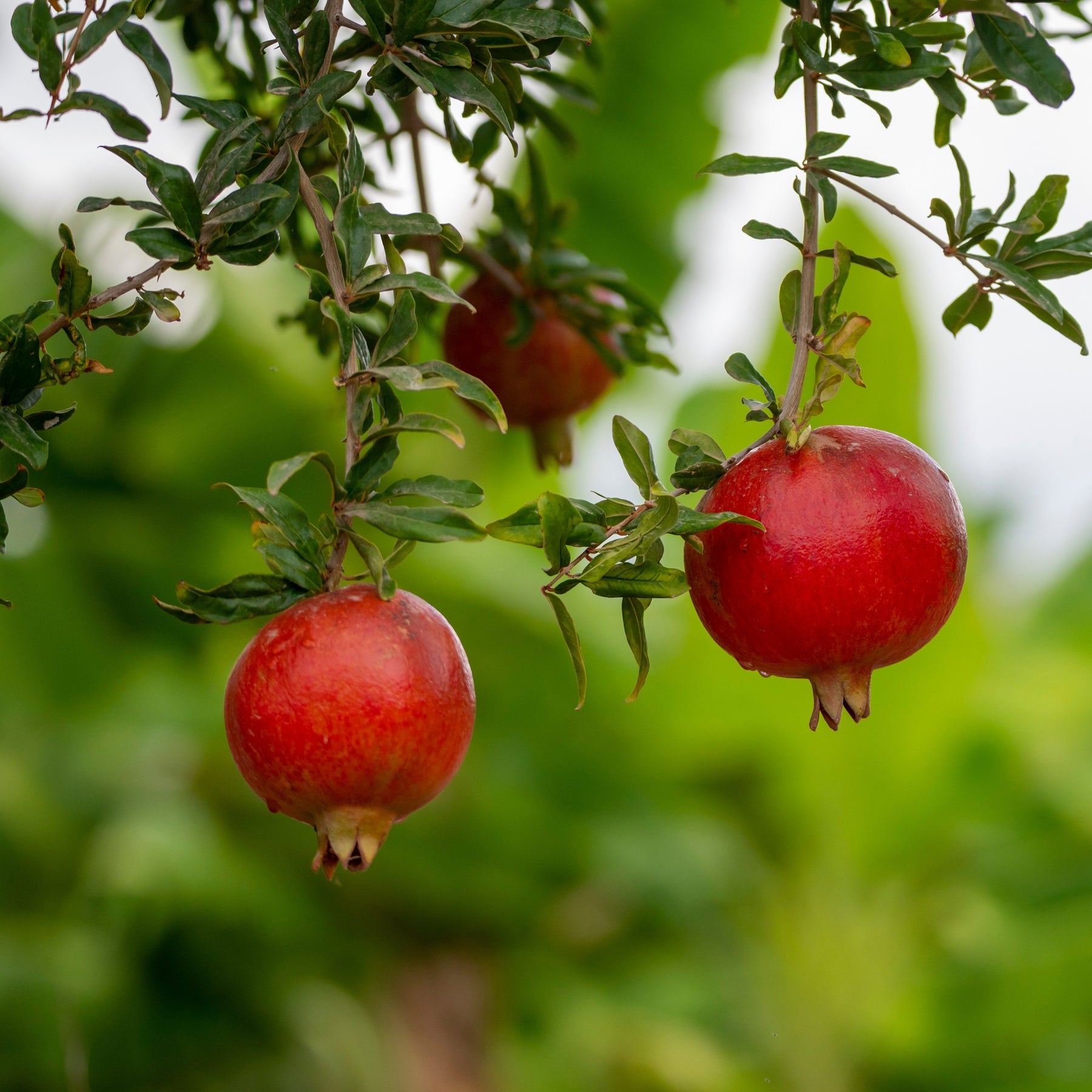 Grenadier à fruits Fina Tendral - Willemse