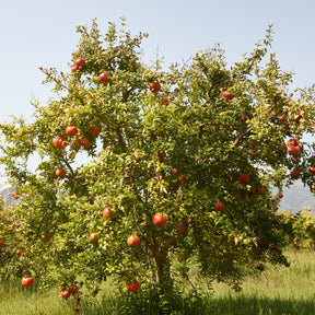 Punica granatum fina tendral - Grenadier à fruits Fina Tendral - Grenadier