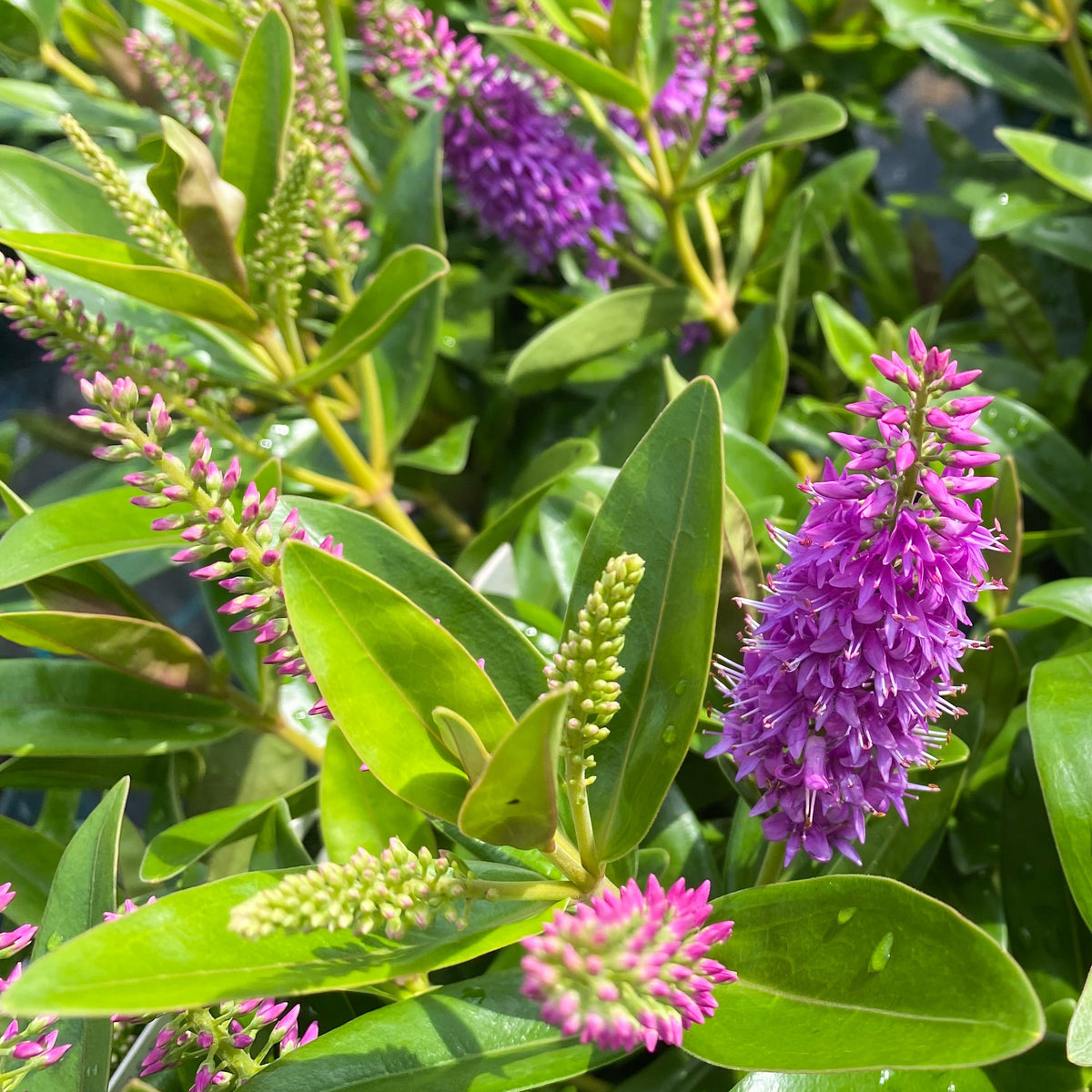 Véronique addenda - Hebe speciosa 'addenda' - Willemse