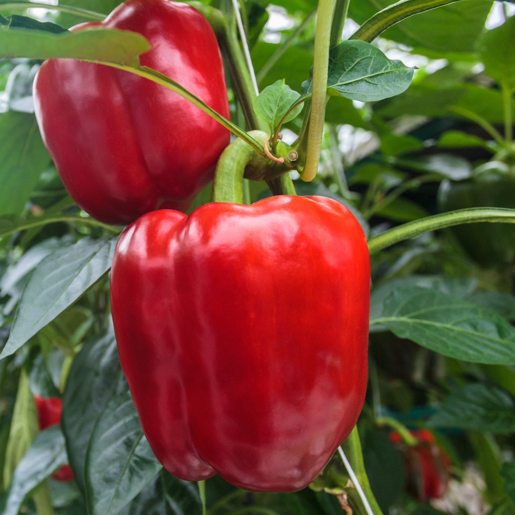 3 Plants de Poivron Sonar F1 - Capsicum anuum sonar f1 - Potager