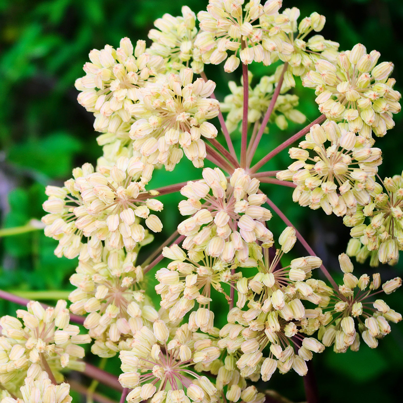 Angélique officinale - Willemse