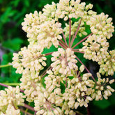 Angélique officinale - Willemse