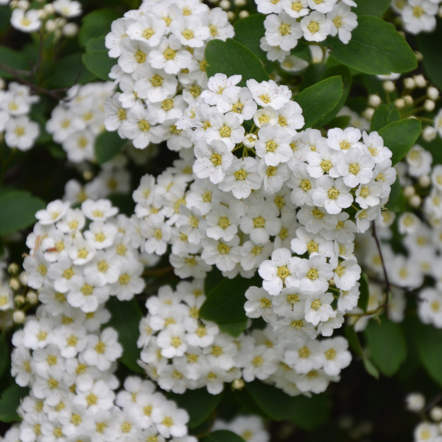 Spirée de Thunberg - Spiraea thunbergii - Arbustes